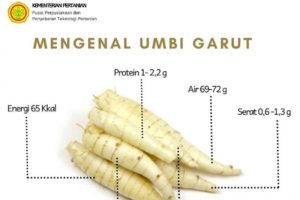 Apa Manfaat Umbi Garut