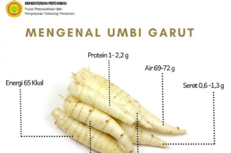 Apa Manfaat Umbi Garut