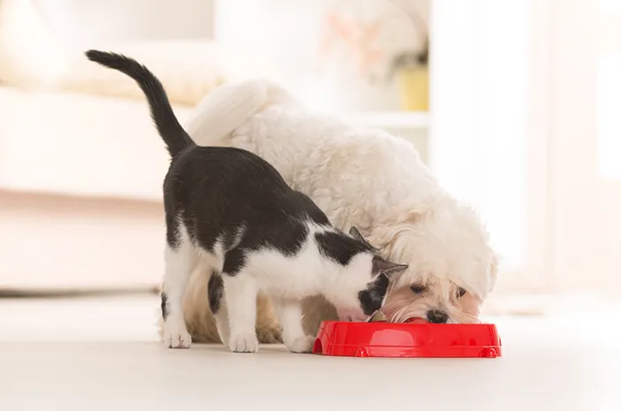 Tips Memilih Makanan Anjing dan Kucing