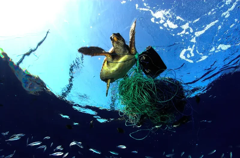 kebiasaan manusia yang dapat merusak biota laut